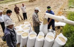 خودکفایی برنج تنها با دانش‎‌بنیان کردن کشاورزی