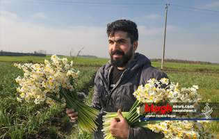 تصاویر/ برداشت گل نرگس در مازندران