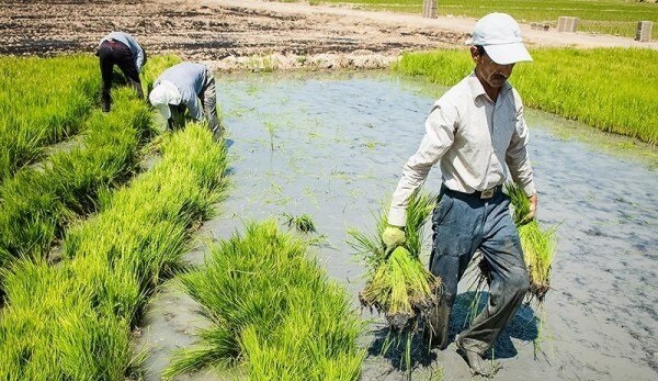 کشاورزان برنج‌کار حمایت می‌خواهند