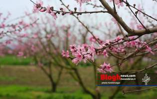 تصاویر/ رویش شکوفه‌های بهاری در مازندران