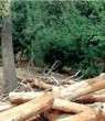 جنگل‌های بکر مازندران قاچاق می‌شوند/طبیعت نگهبان ندارد