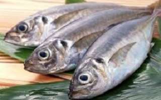اختلاف 60 درصدی قیمت ماهی از تولید به مصرف