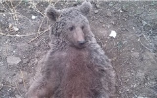 نجات خرس زخمی در سوادکوه