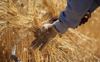 فیلم| برداشت سنتی گندم از مزارع مازندران