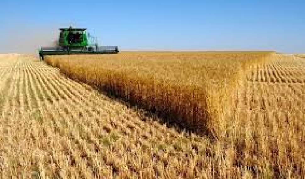 عملکرد دولت زمینه واردات گندم را فراهم کرد