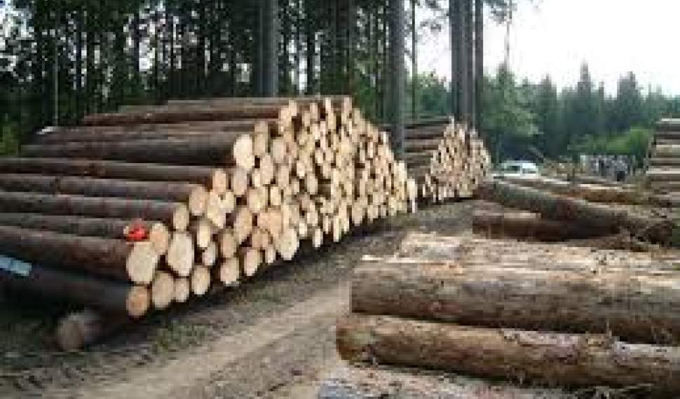 سالانه 12 هزار هکتار از جنگل‌های کشور کم شده است