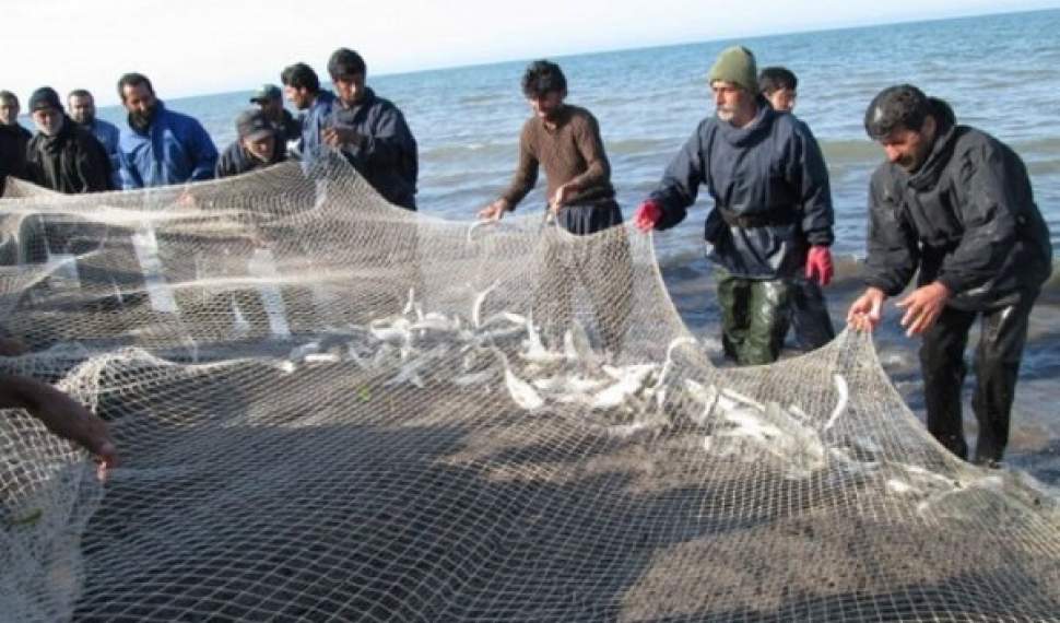پیش‌بینی صید ۲۹۰ تن ماهی توسط صیادان فریدونکناری/ صیادان به ماهی ۲۰۰ گرمی رحم کنند!