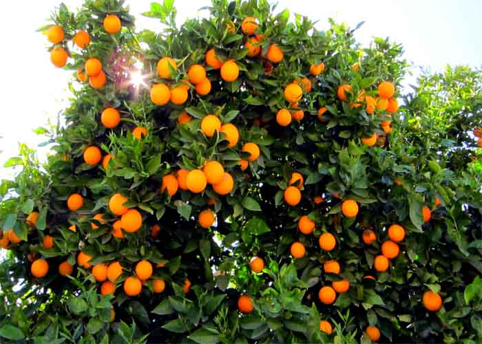مازندران نیاز کشور به پرتقال شب عید را تأمین می‌کند