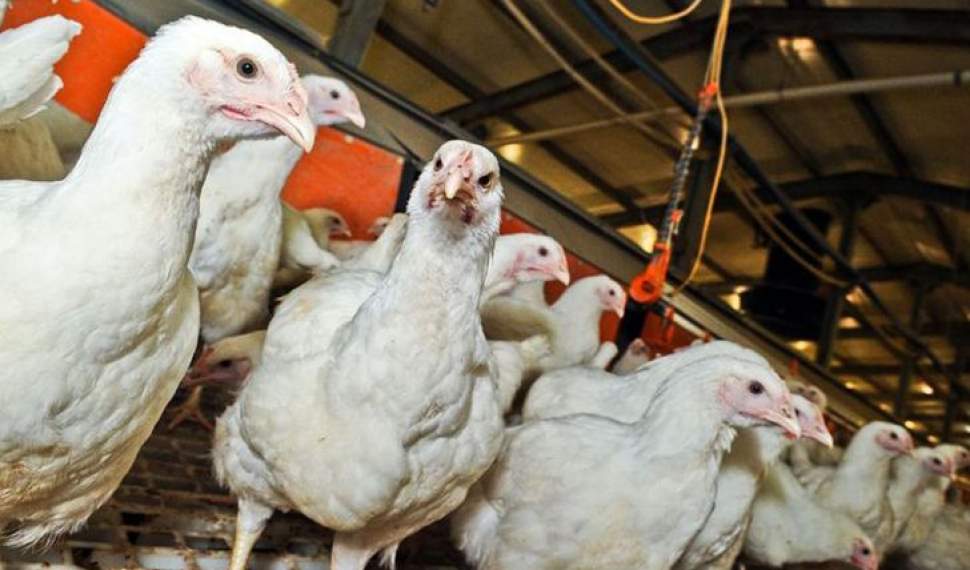 خطر آنفلوانزای پرندگان در کمین مزارع مرغداری‌هاست