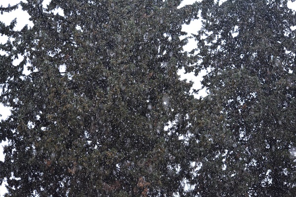 آغاز بارش برف در بیشتر شهرهای مازندران
