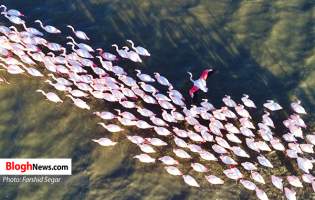 فیلم | تالاب میانکاله مازندران زیستگاه پرندگان مهاجر