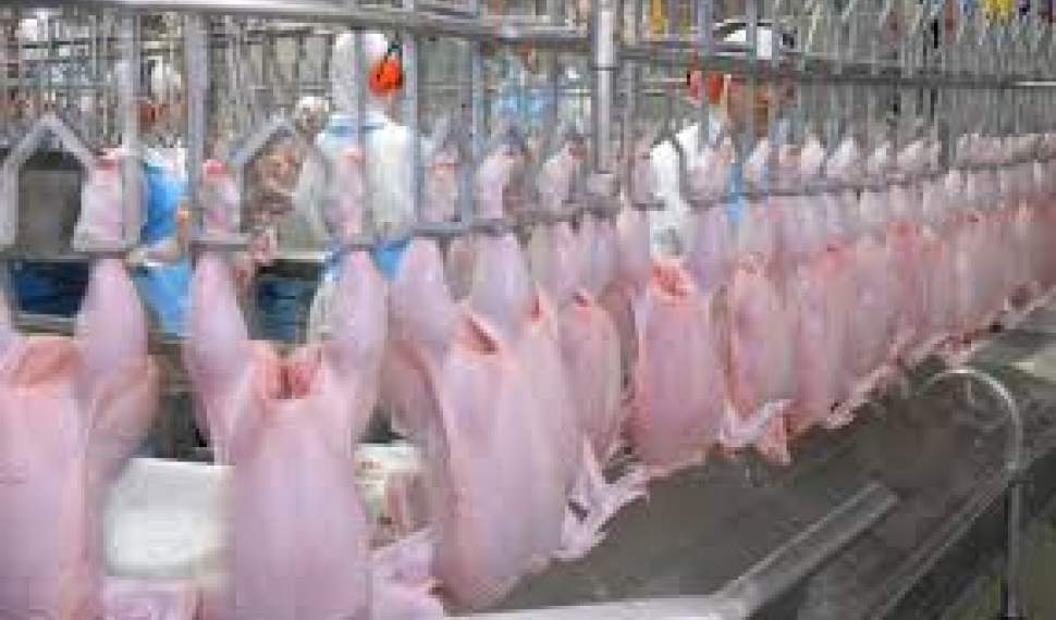 وزیر جهاد کشاورزی: روزانه 1000 تن مرغ مازاد تولیدکنندگان خریداری می‌شود