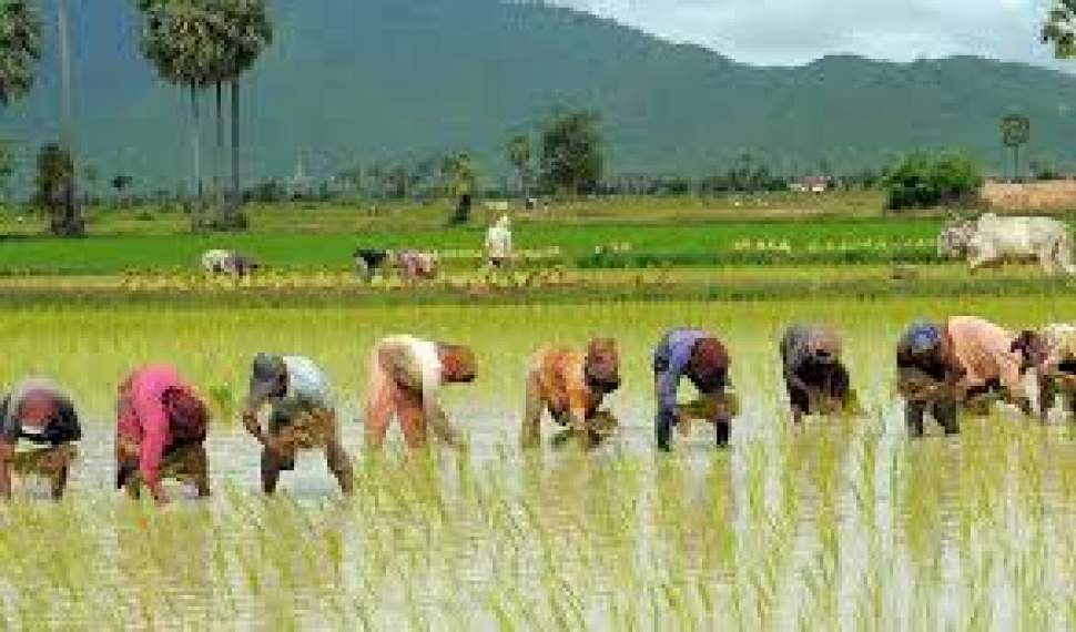 وزارت جهاد کشاورزی: تولید برنج 20 درصد بیشتر می‌شود