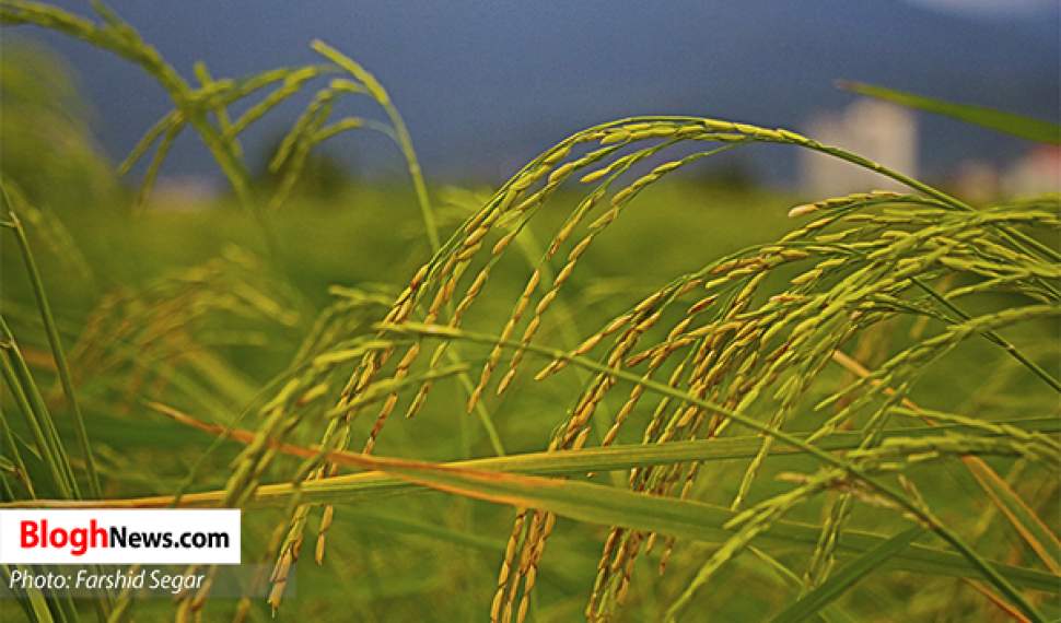 فیلم | خوشه‌های سبز برنج شالیزارهای مازندران