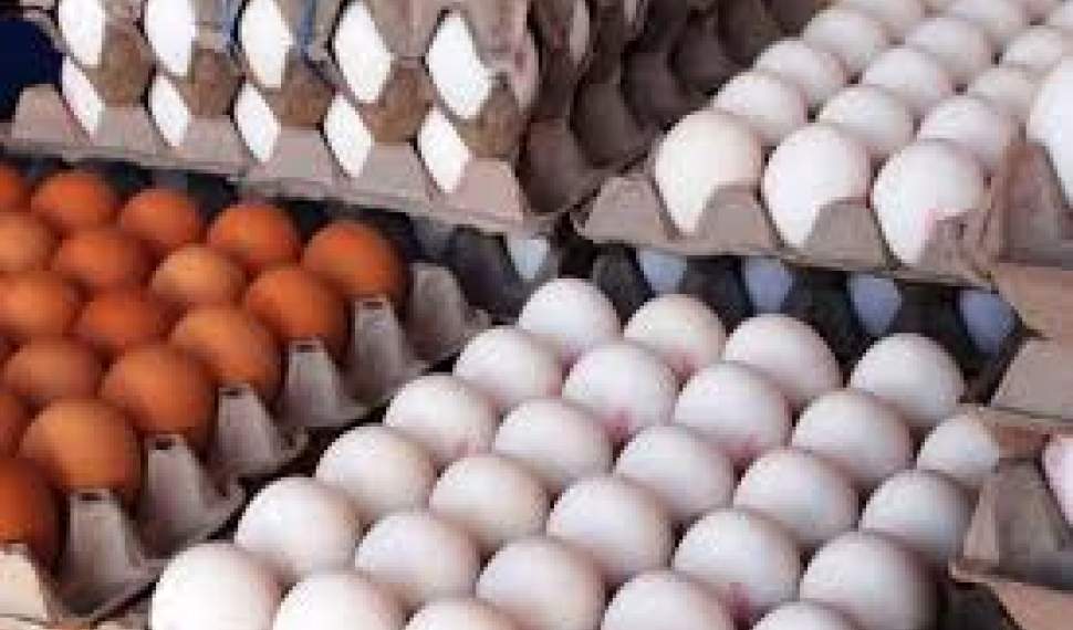 مرکز آمار: تخم مرغ یکماهه بیش از 40 درصد گران شد