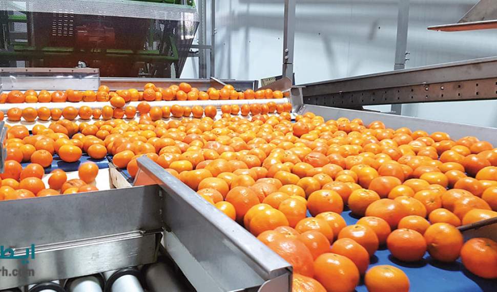 بدقولی 8 ماهه دولت و زیان 14 میلیاردی ذخیره‌سازان میوه در مازندران/مشتریان ثابت برای صادرات داریم