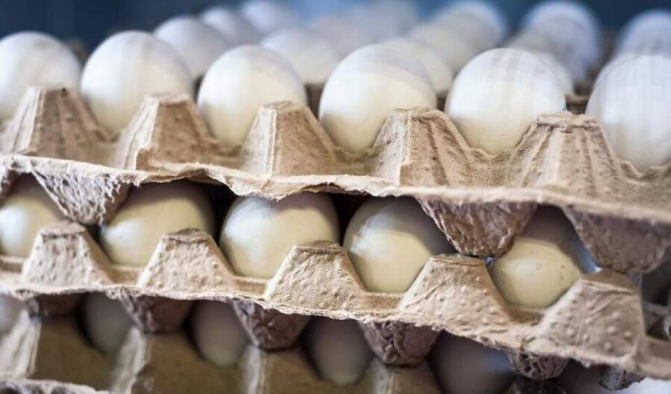 هر شانه تخم‌مرغ در بازار مازندران 35 هزار تومان!/پیش‌بینی سرایت گرانی به بازار مرغ