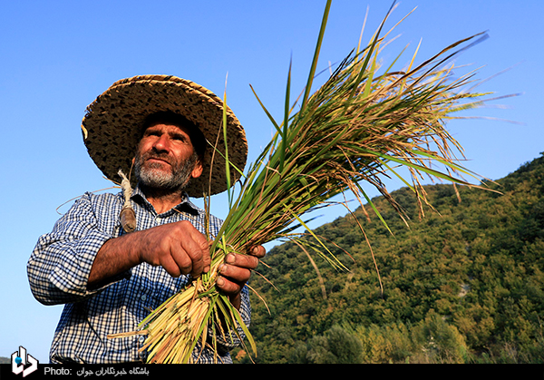 تصاویر/ برداشت برنج - روستای بارکلا گلوگاه