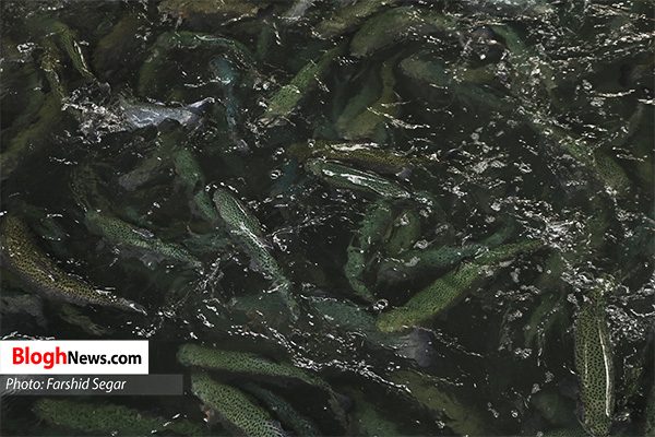 فیلم | رونق تولید ماهی قزل آلا در دورترین نقطه هزارجریب