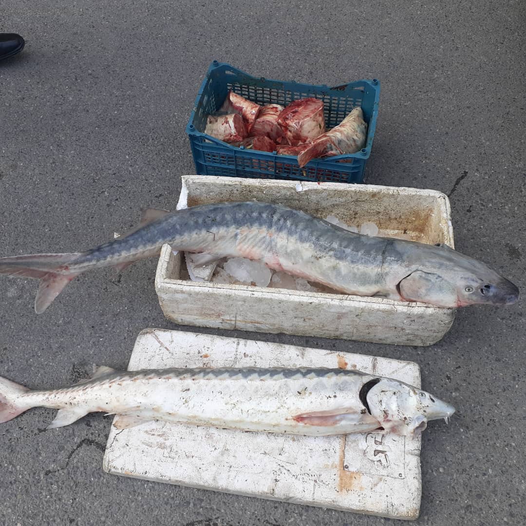 کشف بیش از ۵۰ کیلوگرم ماهی خاویاری قاچاق در ساری