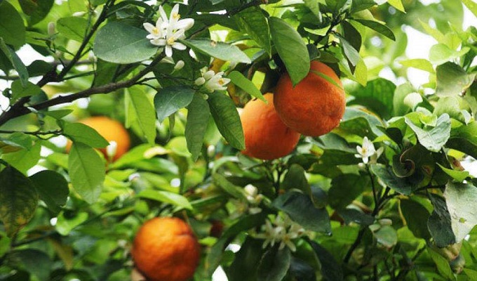 نارنج؛ ظرفیتی که هرز می‌رود/احیای صنایع تبدیلی، حلقه مفقوده در تولیدات باغی