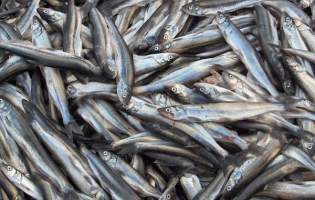 صید بیش از 5 هزار تن ماهی کیلکا در دریای بابلسر/پیش‌بینی افزایش صید با رهاسازی بچه‌ماهی
