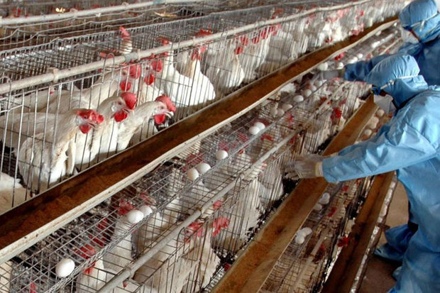 آنفلوانزای فوق حاد پرندگان در واحدهای صنعتی نداریم/ 4 توصیه به مردم برای جلوگیری از شیوع بیماری