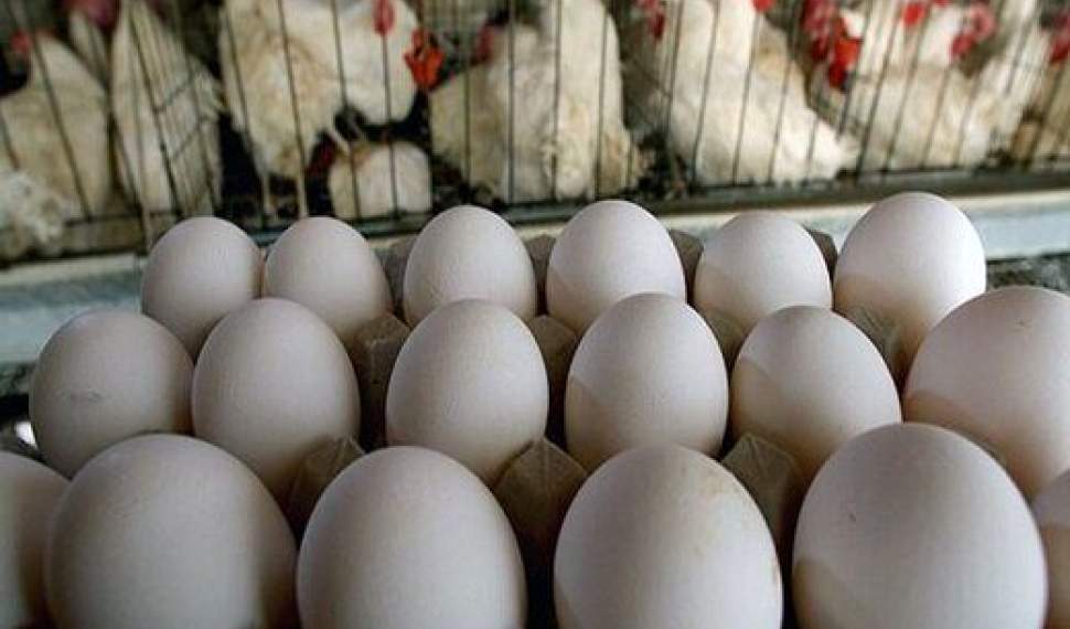 پای لنگ تولید، نظارت و توزیع در بازار کالاهای اساسی/هر شانه تخم‌مرغ به 47 هزار تومان رسید!