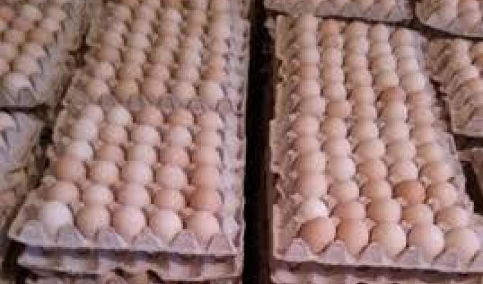 قاچاق تخم‌مرغ، بهانه‌ای برای سرکیسه کردن مردم