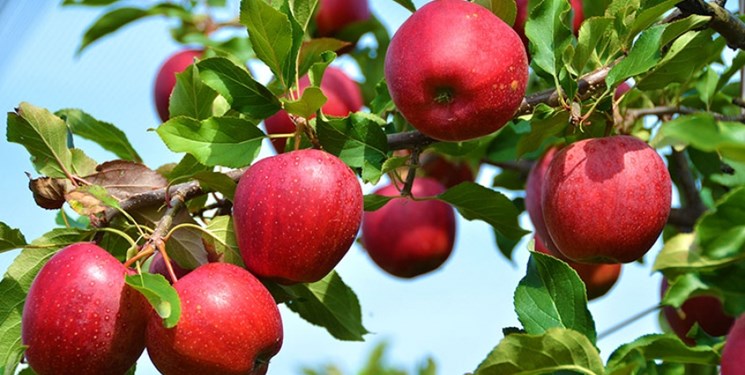 4 عامل افزایش دلالی میوه/دولت اعتباری برای خرید و بسته‌بندی محصولات در نظر بگیرد