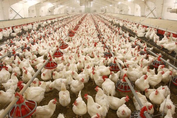 بازار مرغ هر روز نابسامان‌تر می‌شود/ مشکل، افزایش خرید احتیاطی مردم است یا کاهش تولید؟