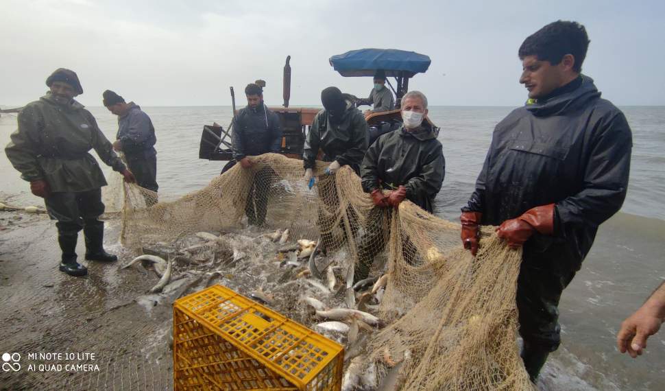 صید 380 تن ماهی در نوار ساحلی جویبار/بیمه و سوخت همچنان مشکل اساسی صیادان+فیلم
