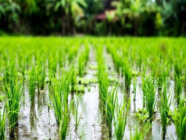 کاهش تولید برنج به دلیل بحران کم‌آبی/ دولت اقدامی برای حمایت از تولید انجام نداد