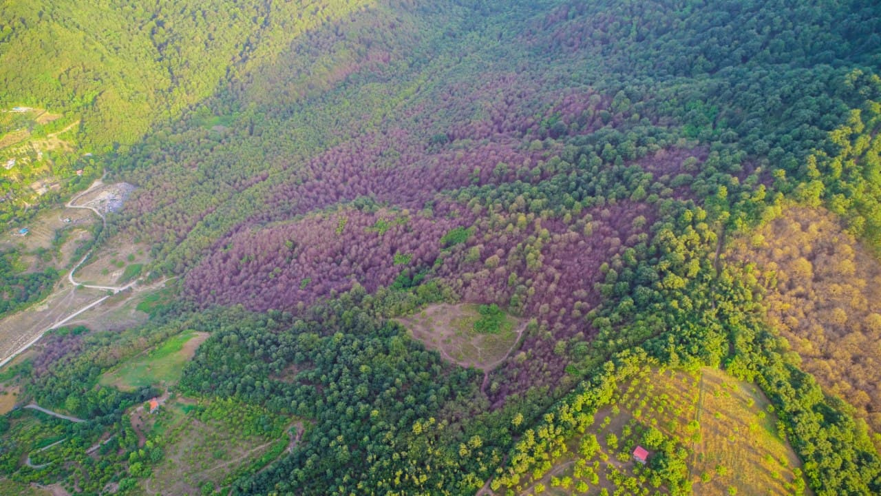 جنگل‌های شمال در تب کولی می‌سوزد/ خزان زودرس هیرکان در سایه پروانه کولی