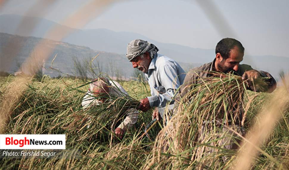 فیلم | برداشت برنج به روش سنتی از شالیزارهای مازندران