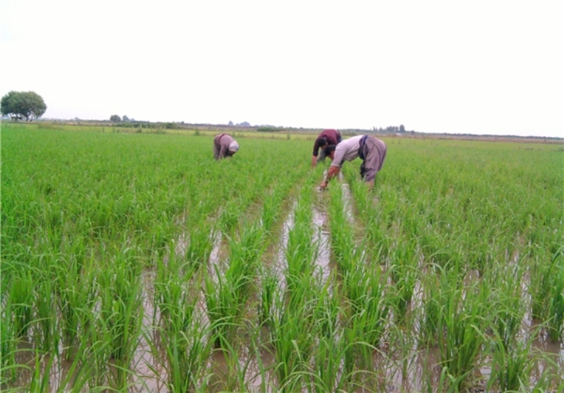 افزایش 37 درصدی بیمه برنج در سوادکوه‌‎شمالی