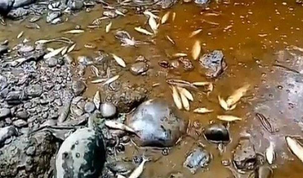 مرگ تلخ هزاران آبزیان و شکایت محیط زیست از شهرک‌های صنعتی مازندران