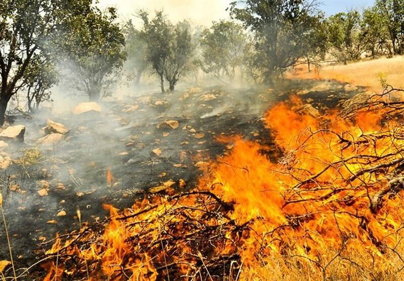 4 هکتار از جنگل‌های گزناسرا طعمه حریق شد/علت آتش‌سوزی در دست پیگیری