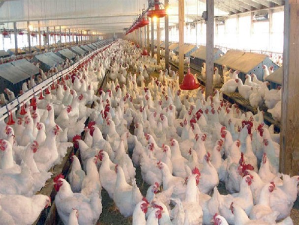 حیف و میل صنعت مرغ در ورطه دلالان/ کمبود و بی‌کیفیتی نهاده‌ها تیرخلاص به تلفات مرغداری‌ها زد