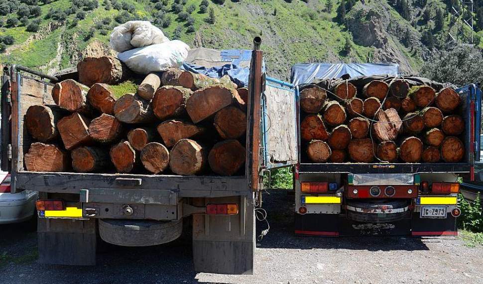 کشف بیش از 8 هزار تن چوب‌های جنگلی قاچاق در مازندران