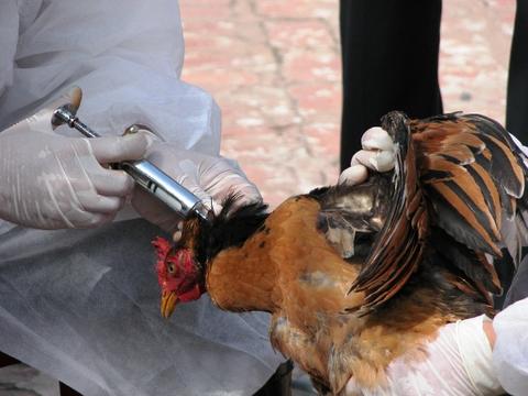 هشدار دامپزشکی درباره شیوع آنفلوانزای فوق‌حاد پرندگان