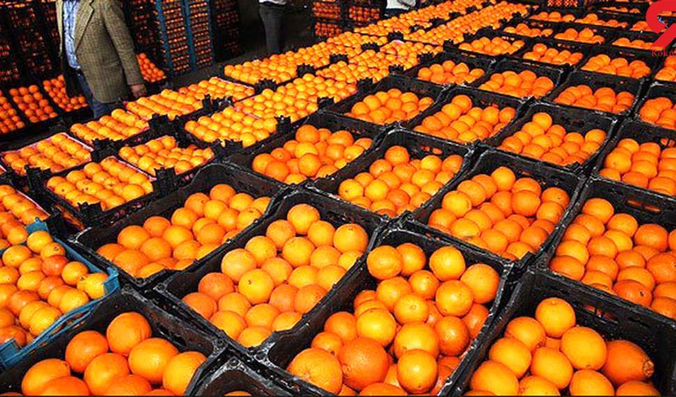 خرید روزانه ۶۰ تن پرتقال از باغداران رامسری