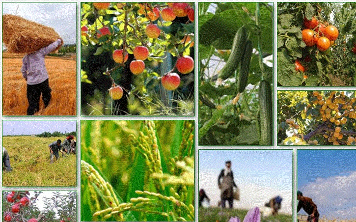 اقتصــاد کشاورزی‌محور، نیازمند سازماندهی برای خودکفایی محصولات استراتژیک
