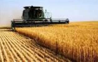 تولید گندم دیم از 4 میلیون تن به 8 میلیون تن افزایش می‌یابد