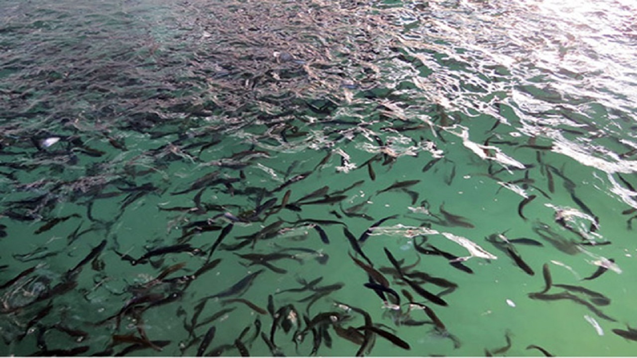 رهاسازی ۶۰ میلیون بچه ماهی در رودخانه‌های منتهی به دریای خزر