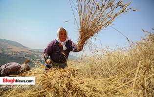 فیلم | برداشت گندم به روش سنتی در مازندران  