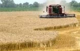صرفه‌جویی 2 میلیون تنی نیاز به گندم با اصلاح یارانه‌ها