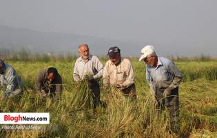 تصاویر/ برداشت برنج از شالیزارهای مازندران  