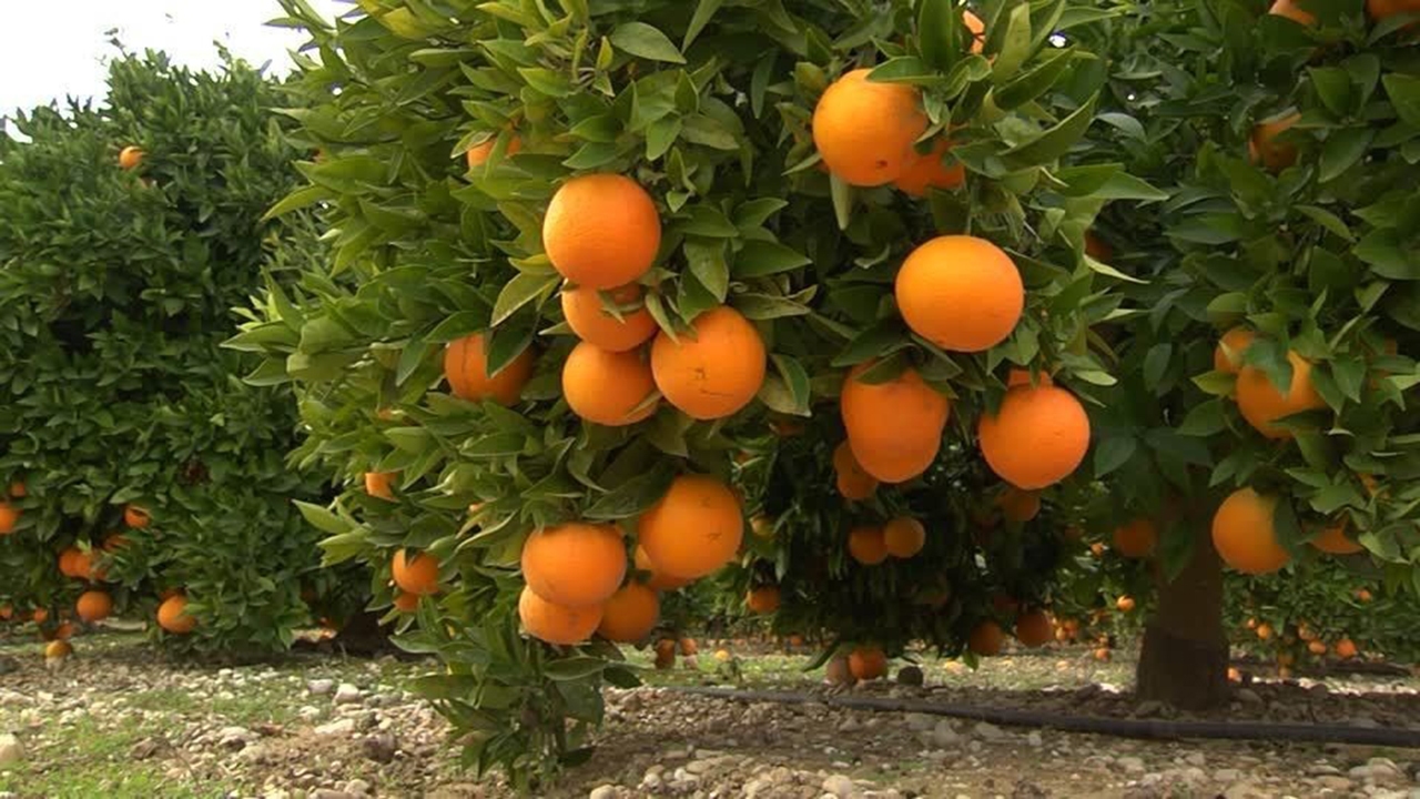 پیش‌بینی برداشت ۷۵۰ هزار تن نارنگی در مازندران