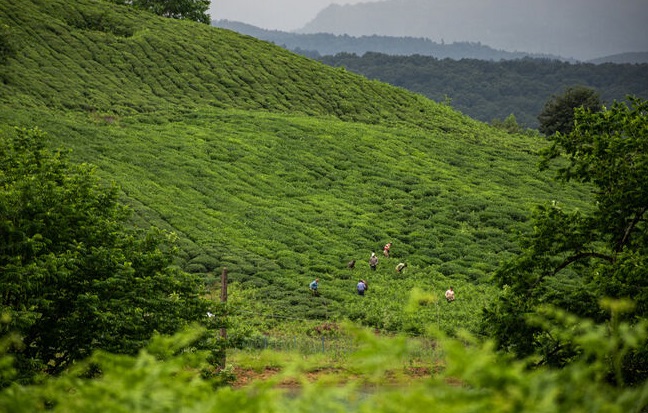 تیشه به ریشه چایکاران/ قهوه‌خوری ویلاسازان در باغات چای/تخصیص ارز برای واردات چای فاجعه است